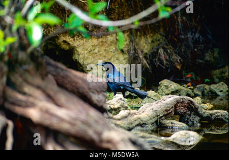 Barca-tailed Grackle, Quiscalus major, Icteriade, maschio, Grackle, bird, animale, Florida, Stati Uniti d'America Foto Stock