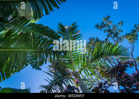 Cerca fino a fronde di palme Foto Stock