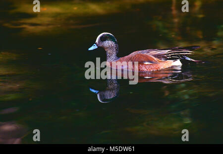 American Wigeon, Anas americana, anatidi, drake, anatra, bird, animale, Calgary, Alberta, Canada Foto Stock