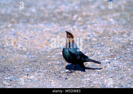 Marrone-guidato Cowbird, Molothrus ater, Icteridae, Cowbird, maschio, display, bird, animale, Alberta, Canada Foto Stock