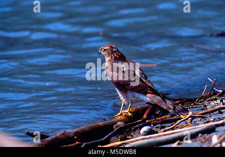 Sparviero, Accipiter nisus, Acciptitridae, Hawk, capretti, bird, animale, presso il fiume Reno, Untervaz del Cantone dei Grigioni, Svizzera Foto Stock