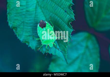 Schermo verde Bug, Palomena prasina, Pentatomidae. Bug, insetti, animali, Gossau, Cantone di Zurigo, Svizzera Foto Stock