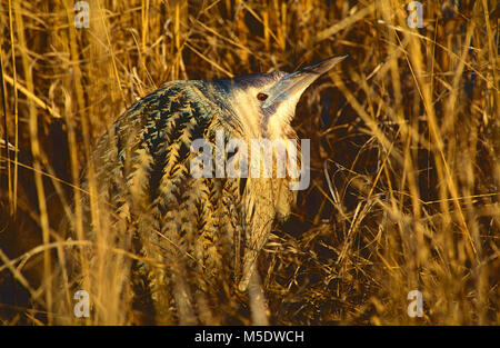 Eurasian tarabuso, Botaurus stellaris, Ardeidi airone, tarabuso, bird, animale, lago Neusiedler See, Burgenland, Austria Foto Stock