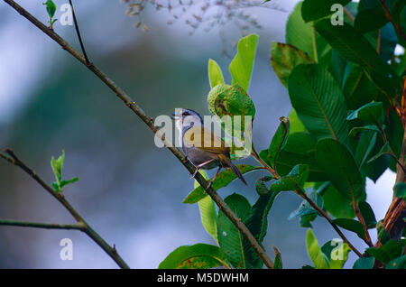 Nero-striped Sparrow, Arremonops conirostris, Emberizidae, American Sparrow, bird, Selva Bananita Lodge, Costa Rica Foto Stock