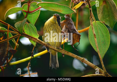 Fuligginosa-capped Bush-Tanager, Chlorospinus pileatus Thraupidae, Tanager, bird, animale, foresta pluviale, Costa Rica Foto Stock