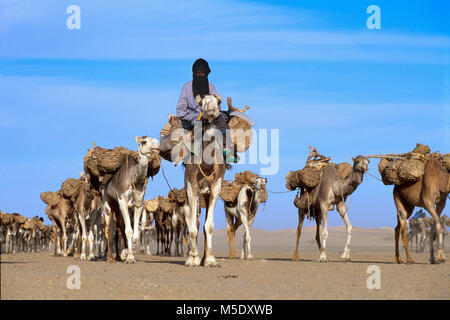 Niger. Agadez. Deserto del Sahara. Il Sahel. Deserto Tenerè. Tribù Tuareg. Nomadi. Sale tradizionali caravan da Agadez alle oasi Fachi e Bilma. Foto Stock