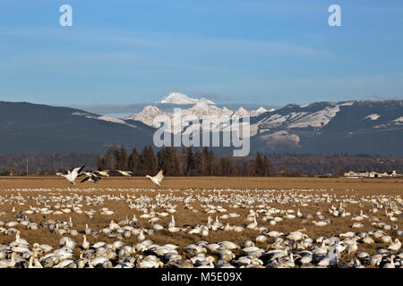 WA13572-00...WASHINGTON - le oche delle nevi rilassante e alimentando in un campo del Skagit River Delta vicino Edision con Mount Baker in background. Foto Stock