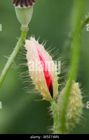 Flower, rosso papavero, sfondo, campo, natura, molla, prato, macro, bella, selvaggia, vegetali, naturali, blossom, estate, flora Foto Stock