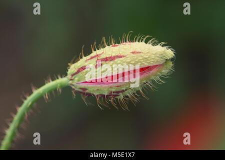 Flower, rosso papavero, sfondo, campo, natura, molla, prato, macro, bella, selvaggia, vegetali, naturali, blossom, estate, flora Foto Stock