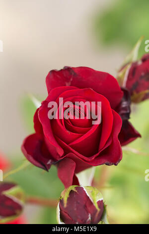 Il romanticismo, il petalo, romantico, Valentino, impianto, amore, bella, bellezza, fiore, rose, natura, rose fiori, fiori di rose, rosso, stami, sfocatura, shine Foto Stock