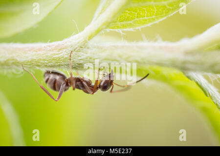 Estate, dettagli, colori, piccole, bellezza, bug, luminoso giardino, fauna, bella foglia, Wild, impianti, background closeup, verde, animali, insetti, la fauna selvatica Foto Stock