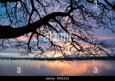 Silhouette di un albero a sunrise con il Fiume Foyle in background con la riflessione dell'alba. Foto Stock