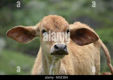 Un bambino Nguni mucca o vitello piedi vicino la baia di caffè all'Oceano Indiano nel Capo orientale a selvatica costa del Sud Africa in verdi pascoli Foto Stock