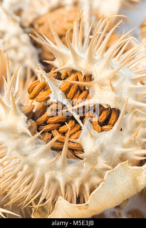 Thorn apple (Datura inoxia), i frutti e le sementi, chiusa in alto Foto Stock