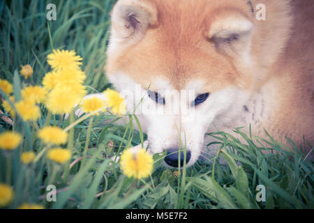 Ritratto di bello cane akita godendo sul campo Foto Stock