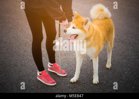 Akita cane e il suo proprietario all'aperto Foto Stock