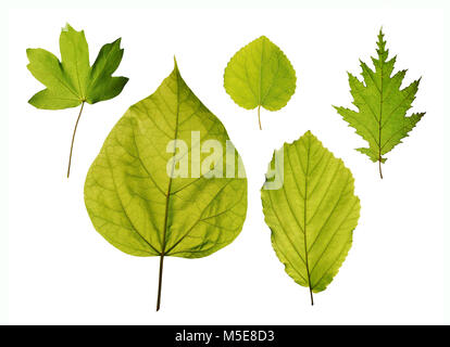 Foglie di isolato di alberi - hedge maple, katsura tree, nocciolo, northern catalpa, american amamelide Foto Stock