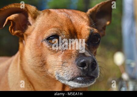 Linus il Chihuahua e Pug mix - aka un chug- sta godendo il sole con un pensieroso guardando in lontananza Foto Stock