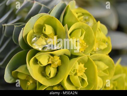 Raindrop catturati nel mirto fiore di euforbia - Euphorbia myrsinites Foto Stock