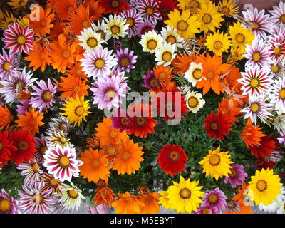 Raccolta di vari colori Gazanias Alba serie raggruppate Foto Stock