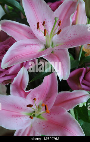 Una divisione 7d (orientale) Ibrido Lillium Lily 'OmegaLshowing close up della stigmatizzazione e stame. Ideale per la crescita in bordi e sul cortile in vasche. Foto Stock