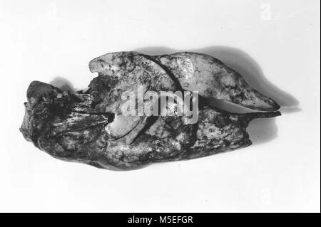 Grand Canyon terra Slo CRANIO DI MASSA BRADIPO RACCOLTI IN RAMPART CAVE - oct1938. Foto Stock