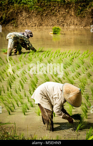 Due donne asiatiche cappelli conici di piantare il riso in un invaso di riso paddy campo. Giovani piante di riso essendo trasferito dal lavoro indonesiano le donne nei campi Foto Stock