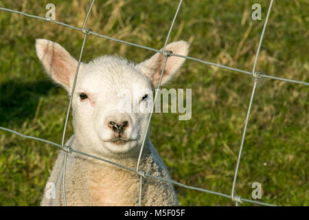 Ormskirk Lancashire. Regno Unito Meteo. Il 23 febbraio, 2018. Figliando stagione al mulino a vento Fattoria degli animali. Questi sono di Dorset & Texel Croce agnelli nati per il mercato di marzo vivendo la loro prima notte di gelo. Credito: MediaWorldImages/AlamyLiveNews. Foto Stock