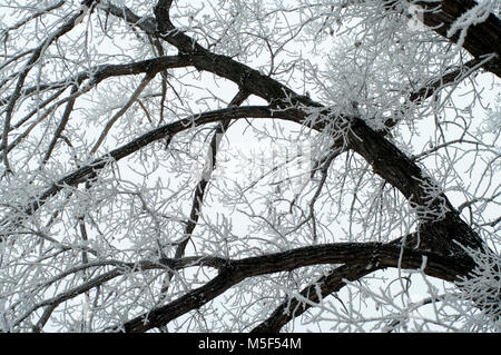 I rami degli alberi coperti di trasformata per forte gradiente frost contro un cielo nuvoloso in inverno Foto Stock