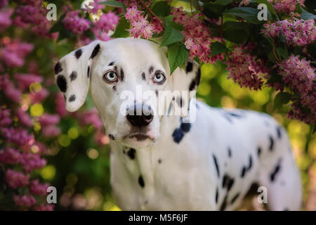 Cane dalmata sotto i fiori Foto Stock