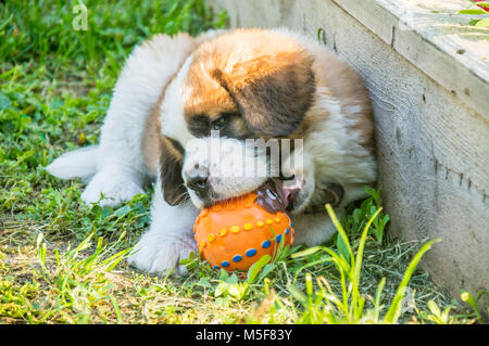 San Bernardo cucciolo giocando in estate fuori , sulla verde erba, buon cane, carino doggy Foto Stock