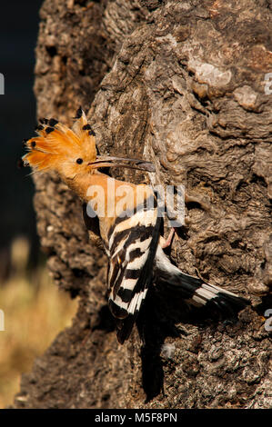 Upupa (Upupa epops) in piedi in un pezzo di legno Foto Stock