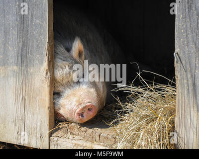 Un vietnamita vaso panciuto Suino (Sus scrofa f. domestica) in agriturismo Foto Stock