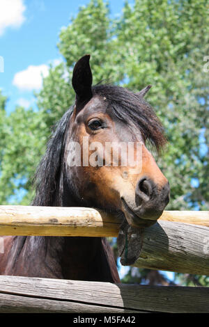 Verticale colpo di testa del maestoso marrone scuro a cavallo. Foto Stock