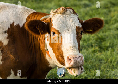 Rosso vacca Holstein bastoni fuori la sua lingua Foto Stock