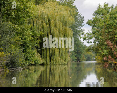 Il vecchio salice e altri alberi in prossimità di acqua nel Marais Poitevin Parco Naturale Regionale, Francia Foto Stock