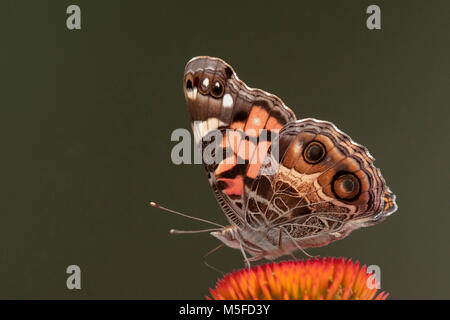 Una bella pink lady butterfly ha atterrato su un cono fiore per raccogliere nettore. Vista laterale con le ali ripiegate contro un buio fondo color verde oliva. Foto Stock