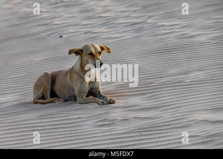 Stray golden labrador mongrel poggiante sulla duna di sabbia all'alba Foto Stock