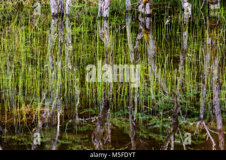 La riflessione di alberi in stagno vicino Reserva Provinciale del Lago del Desierto; Rio del Vuetas; Patagonia Argentina; Foto Stock