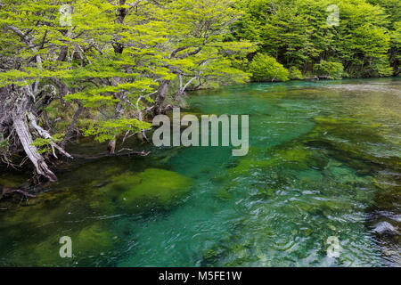 Chiare acque glaciali; Rio del Vuetas; vicino a Reserva Provinciale del Lago del Desierto; Patagonia Argentina; Foto Stock