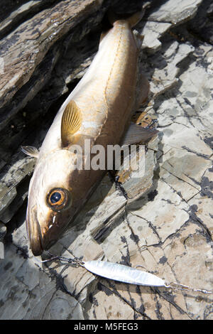 Pollack, Pollachius pollachius, catturati pesca esca dalla riva vicino al villaggio di Isola di Whithorn, Dumfries and Galloway a sud ovest della Scozia UK Foto Stock