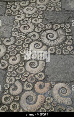 Coade ornamentali lavori in pietra a forma di Ammoniti fossili. Particolare della pavimentazione al di fuori di Lyme Regis Museum. Foto Stock