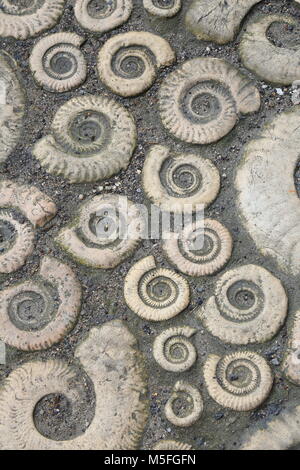 Coade ornamentali lavori in pietra a forma di Ammoniti fossili. Particolare della pavimentazione al di fuori di Lyme Regis Museum. Foto Stock