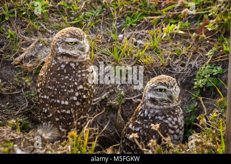 Una coppia di scavando gufi seduto fuori del nido in Cape Coral, Florida. Foto Stock