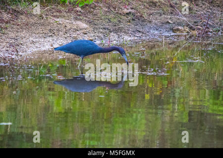 Un po' di blu heron è visto in altamente riflettente acque poco profonde di un canale in Florida, la pesca di cibo. Foto Stock