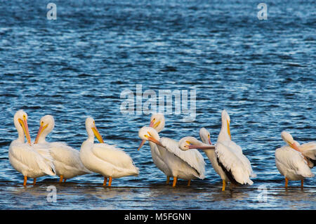 Un grande gruppo di American pellicani bianchi sedere in una fila di riposo in acque poco profonde preening loro piume. Foto Stock