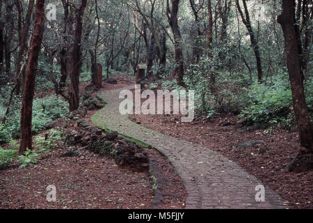 Percorso curvo in foresta, Matheran, Distretto Alibag, Maharashtra, India Foto Stock