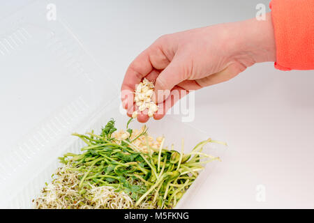 Donna mano azienda micro verdi. Contenitore in plastica con verdi su sfondo bianco. Mangiare sano concetto di fresco giardino produrre coltivati biologicamente un Foto Stock