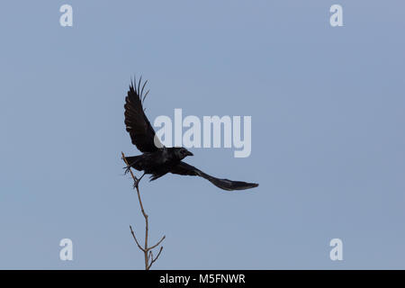 Natural carrion crow (Corvus corone) prendendo il largo dal ramo, cielo blu, diffondere le ali Foto Stock