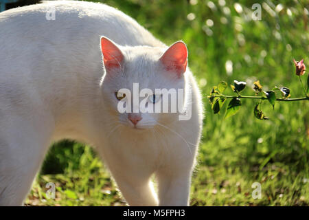 Un gatto con heterochromia a passeggiare nel giardino. Foto Stock